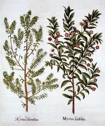 Variedades de mirto, de Hortus Eystettensis, por Basil Besler, pub. 1613